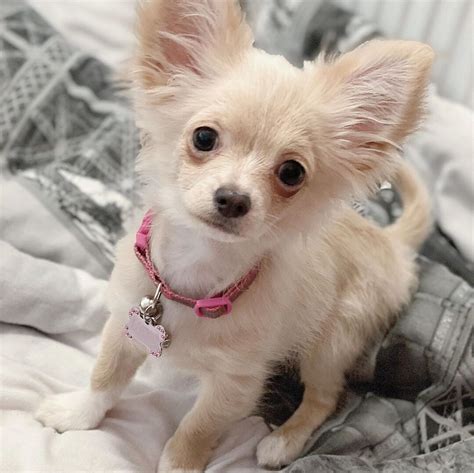 On average, Chihuahua puppies from a breeder in Asheville, NC may range in price from 1,500 to 2,500. . Chihuahua for sale craigslist
